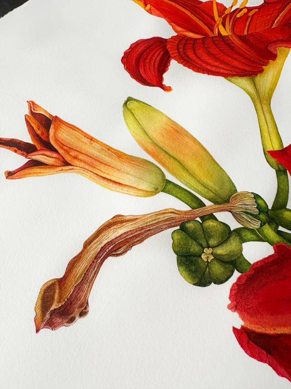 Red lilies in blooming and in drying